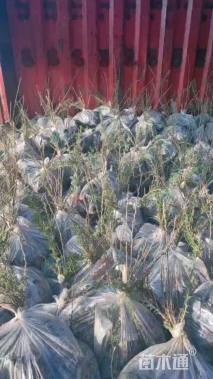 高度55厘米柠条