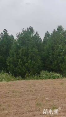 高度400厘米白皮松