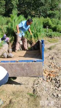 高度102厘米油松