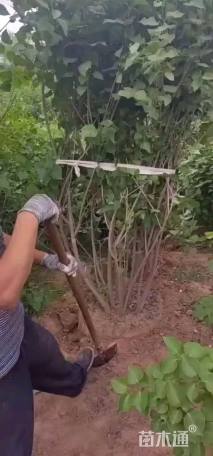 高度120厘米丛生丁香