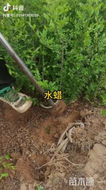 高度185厘米水蜡