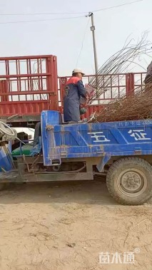 高度120厘米黄刺玫