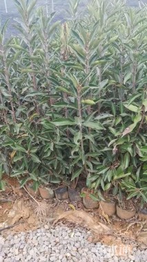 高度120厘米法国冬青