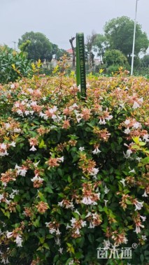 高度80厘米大花六道木