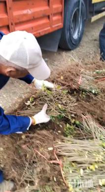 高度60厘米水蜡