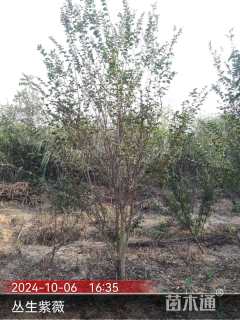 高度650厘米丛生紫薇