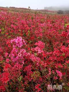高度30厘米映山红