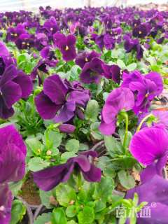 高度15厘米角堇