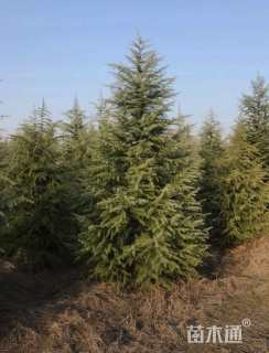 高度600厘米雪松