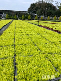 高度3厘米佛甲草