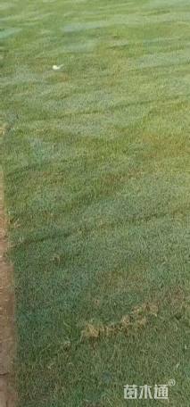 草毯状马尼拉草