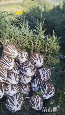 高度200.厘米云杉