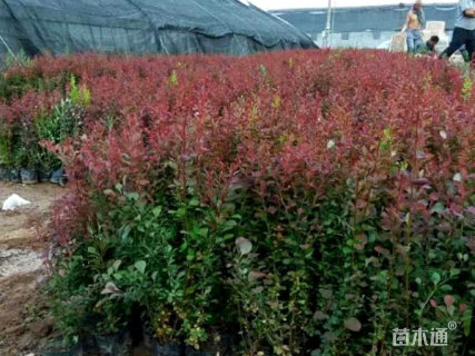 高度40厘米红叶小檗
