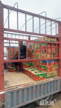 高度50厘米天堂鸟