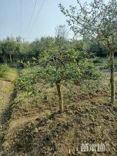 冠幅125厘米枸骨球