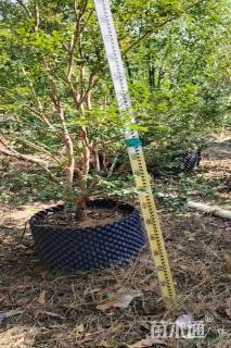 高度150厘米嘉宝果