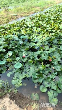 高度20厘米睡莲