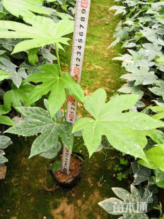 高度120厘米八角金盘