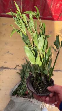 高度25厘米翠芦莉