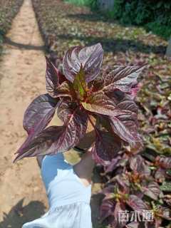 高度15厘米一支笔