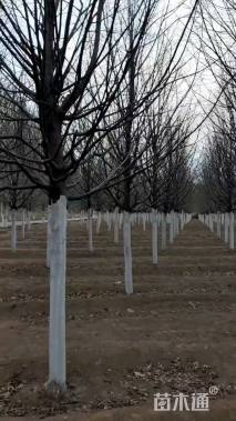 13公分欧洲小叶椴