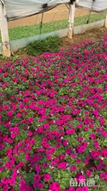 高度18厘米垂钓牵牛