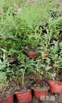 高度10厘米绣线菊