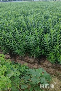 高度120厘米夹竹桃