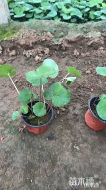 高度30厘米大吴风草