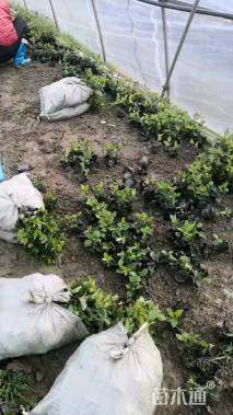 高度25厘米荚蒾叶海桐