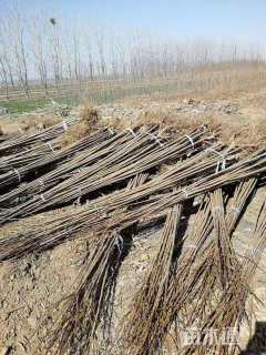 高度150厘米樱花小苗