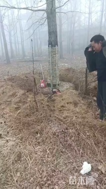 33公分银杏