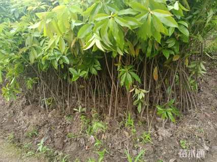 高度80厘米木荷小苗