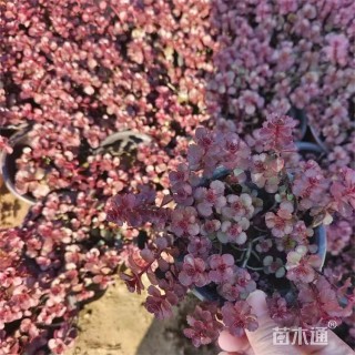 高度30厘米红景天