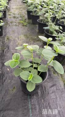 高度30厘米银毛野牡丹