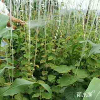 40厘米红心猕猴桃