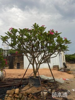 10公分红花鸡蛋花