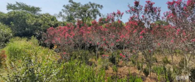 高度180厘米美国紫薇