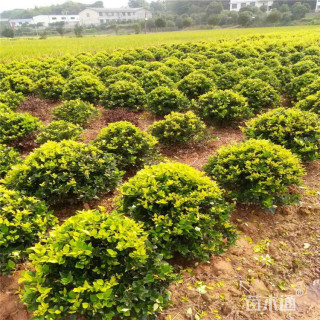 冠幅150厘米金森女贞球