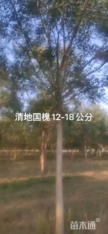 15公分国槐