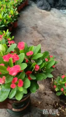 高度20厘米虎刺梅