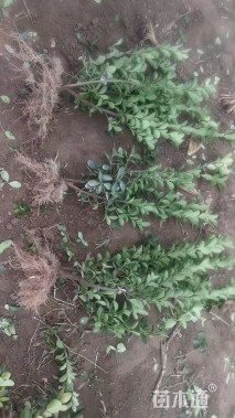 高度60厘米大叶黄杨