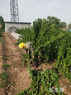 高度1.8厘米北海道黄杨