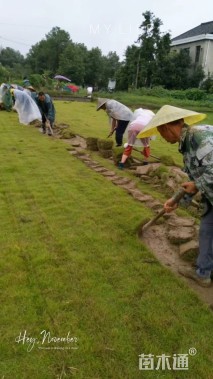 草块状马尼拉草