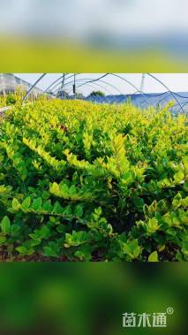 高度30厘米金森女贞