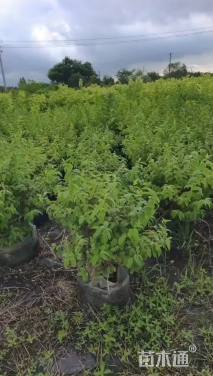 高度70厘米溲疏