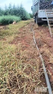 高度60厘米木绣球