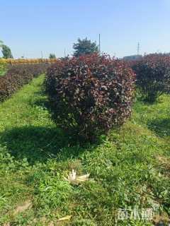 高度60厘米紫叶矮樱球