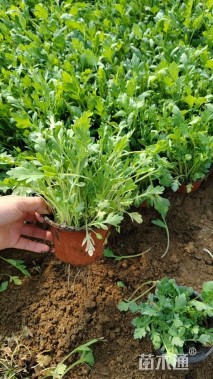 高度15厘米虞美人