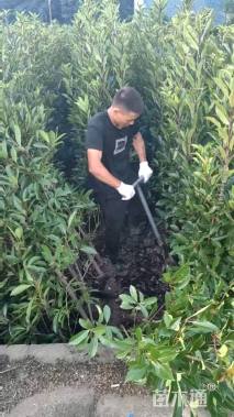 高度180厘米法国冬青